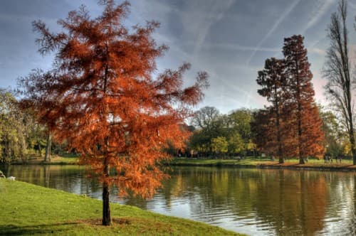 lac du bois de Vincennes