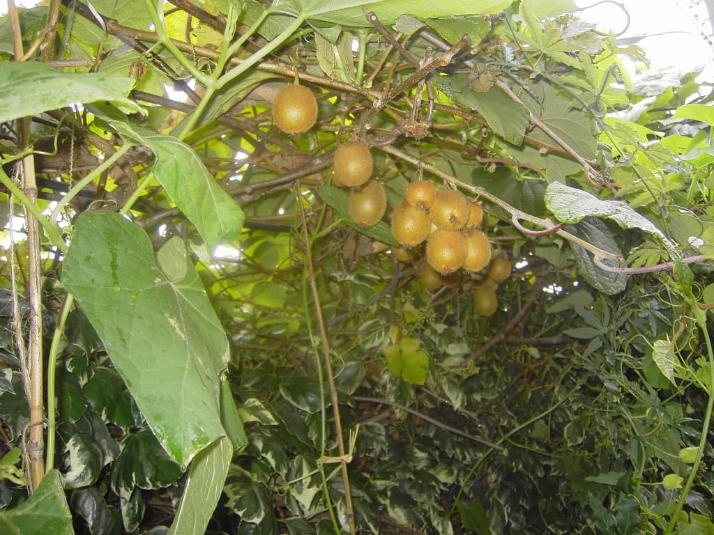 Mes Beaux KIWI à Villeneuve le roi