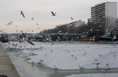 Mouettes et champs d'eau... glacé