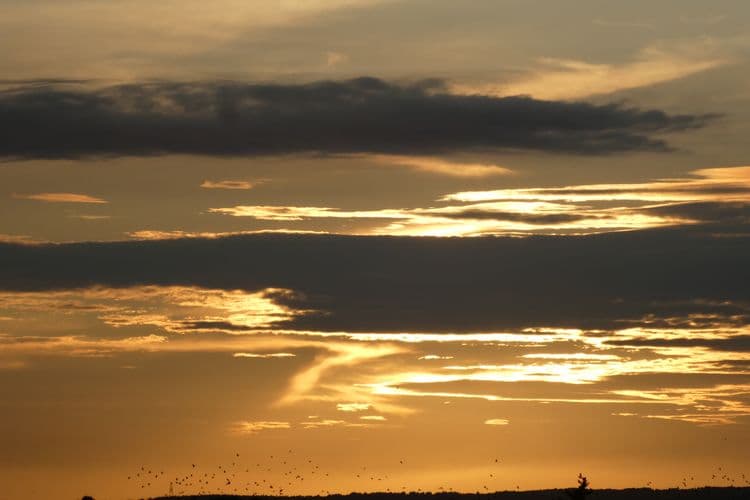 couchant avc étourneaux