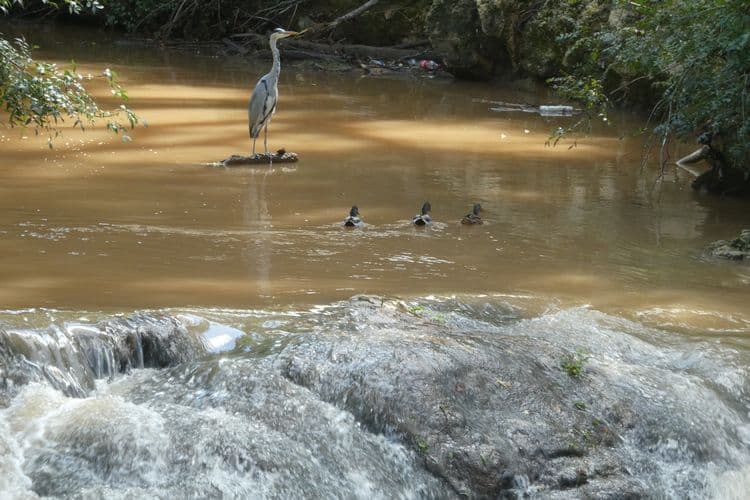 héron, canards et détritus, dans l'Arc boueux