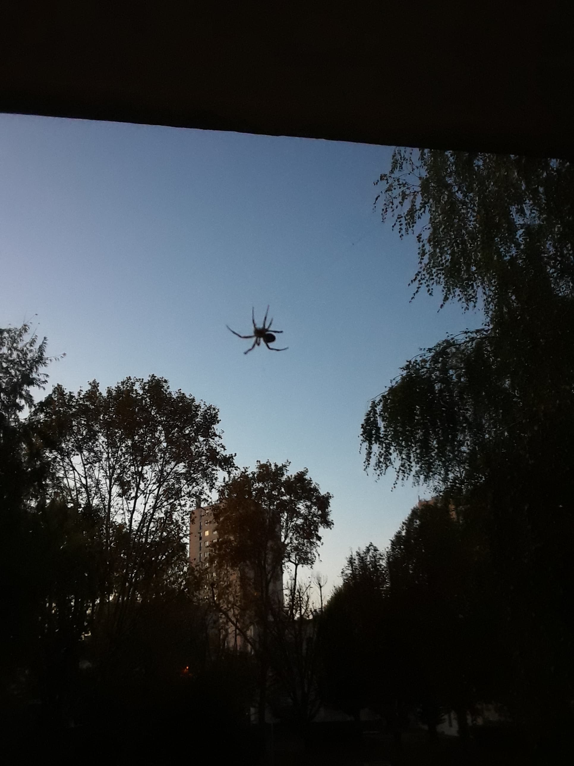 Araignée au travail à la tombée du jour sur ciel clair