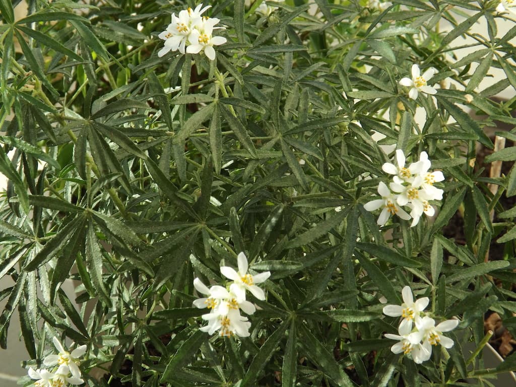 Floraison d'hiver - oranger du mexique