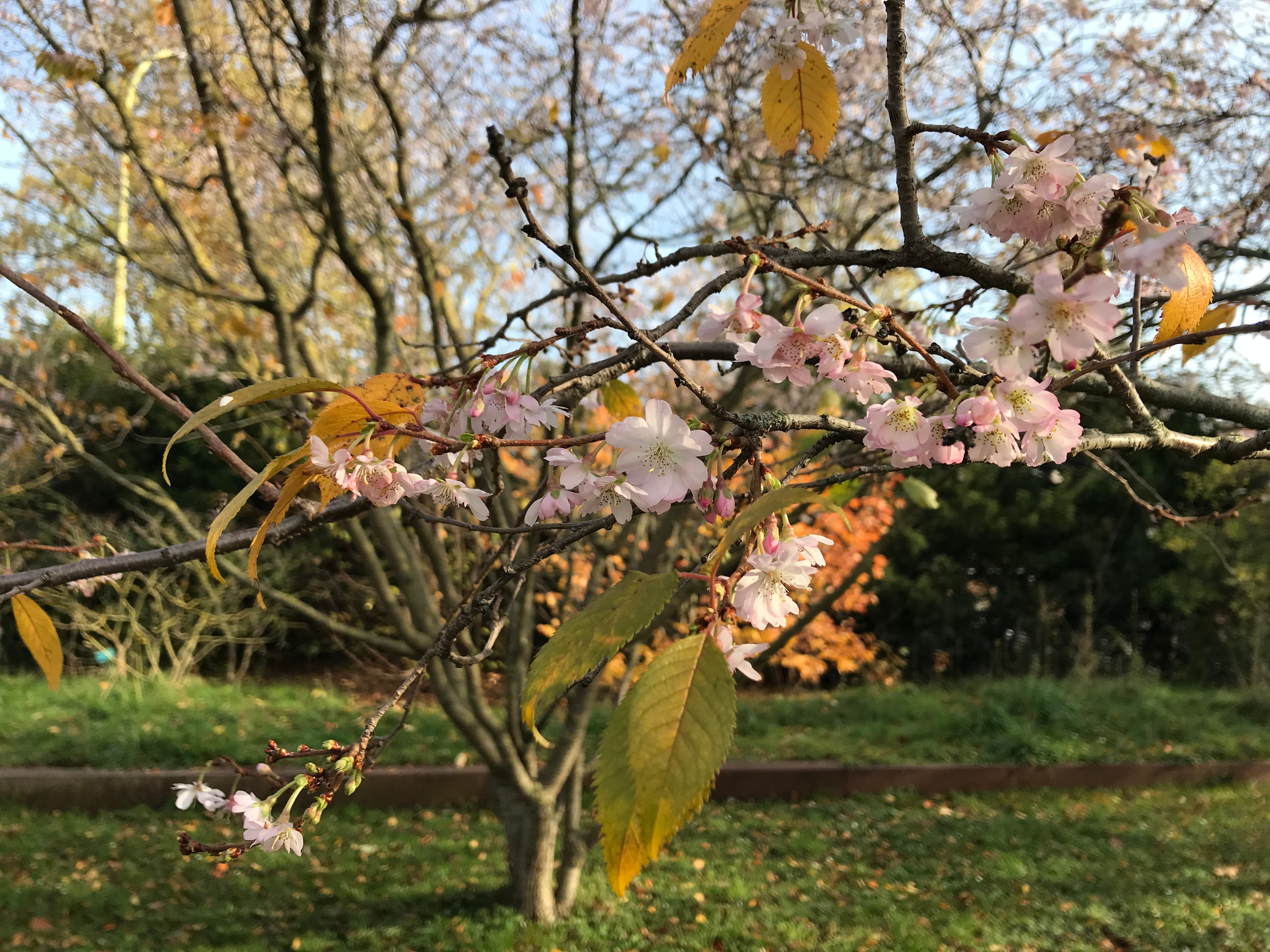 Fleurs de cerisier sur feuilles d'automne...