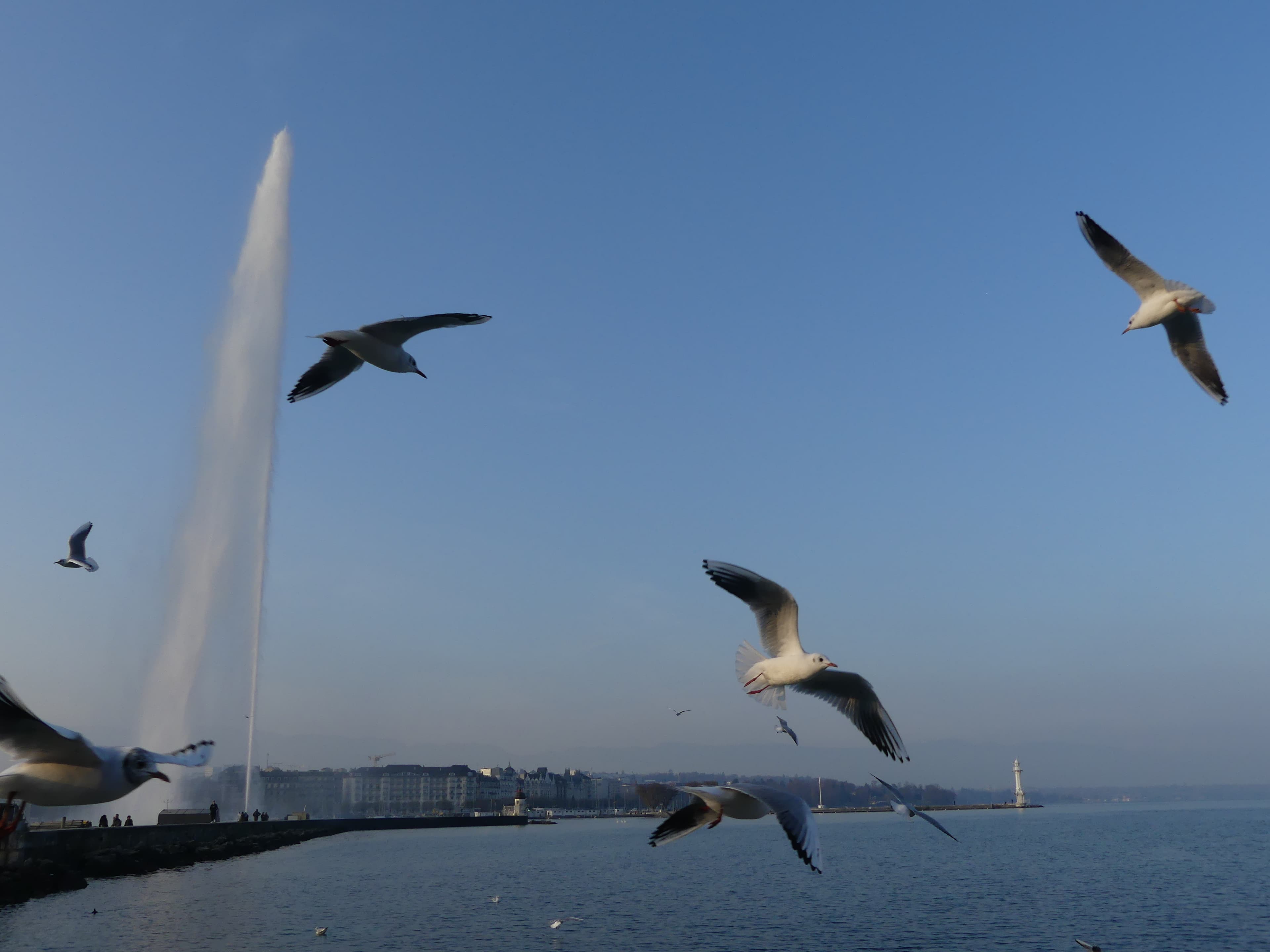 Le jet d'eau est de retour, même les mouettes lui font la fête !