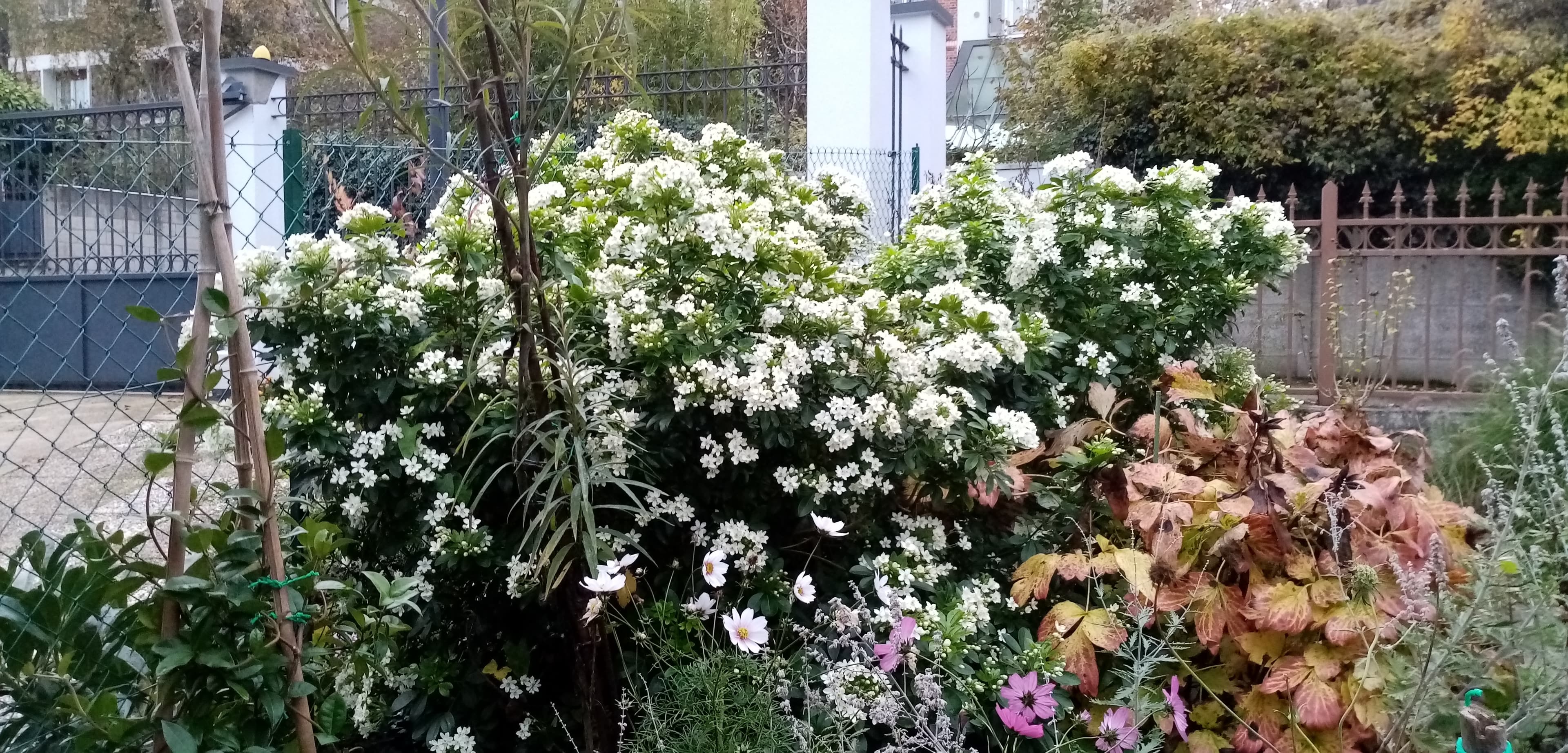 Oranger du Méxique en pleine fleur