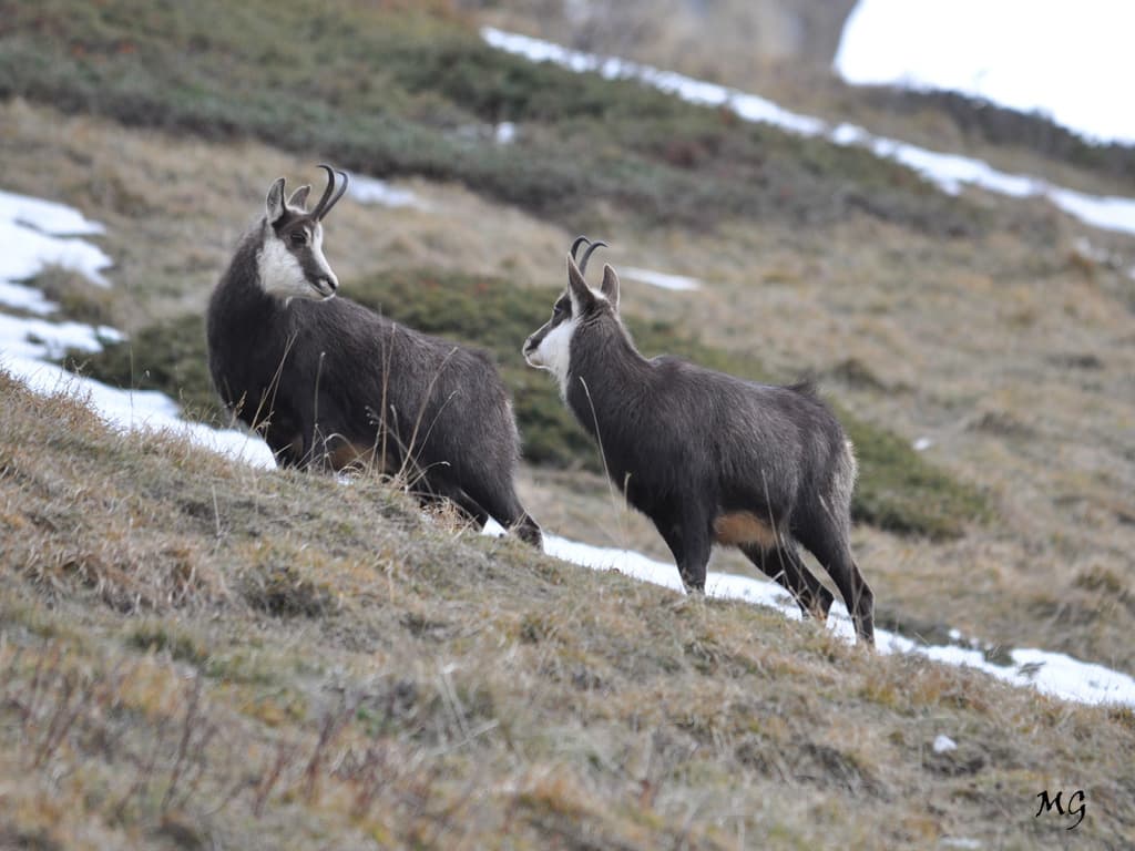 Chamois en Chartreuse ... juste avant la neige !!!