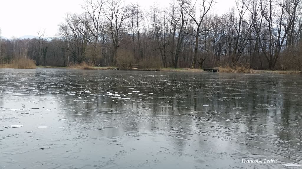 Etang de Montfort gelé