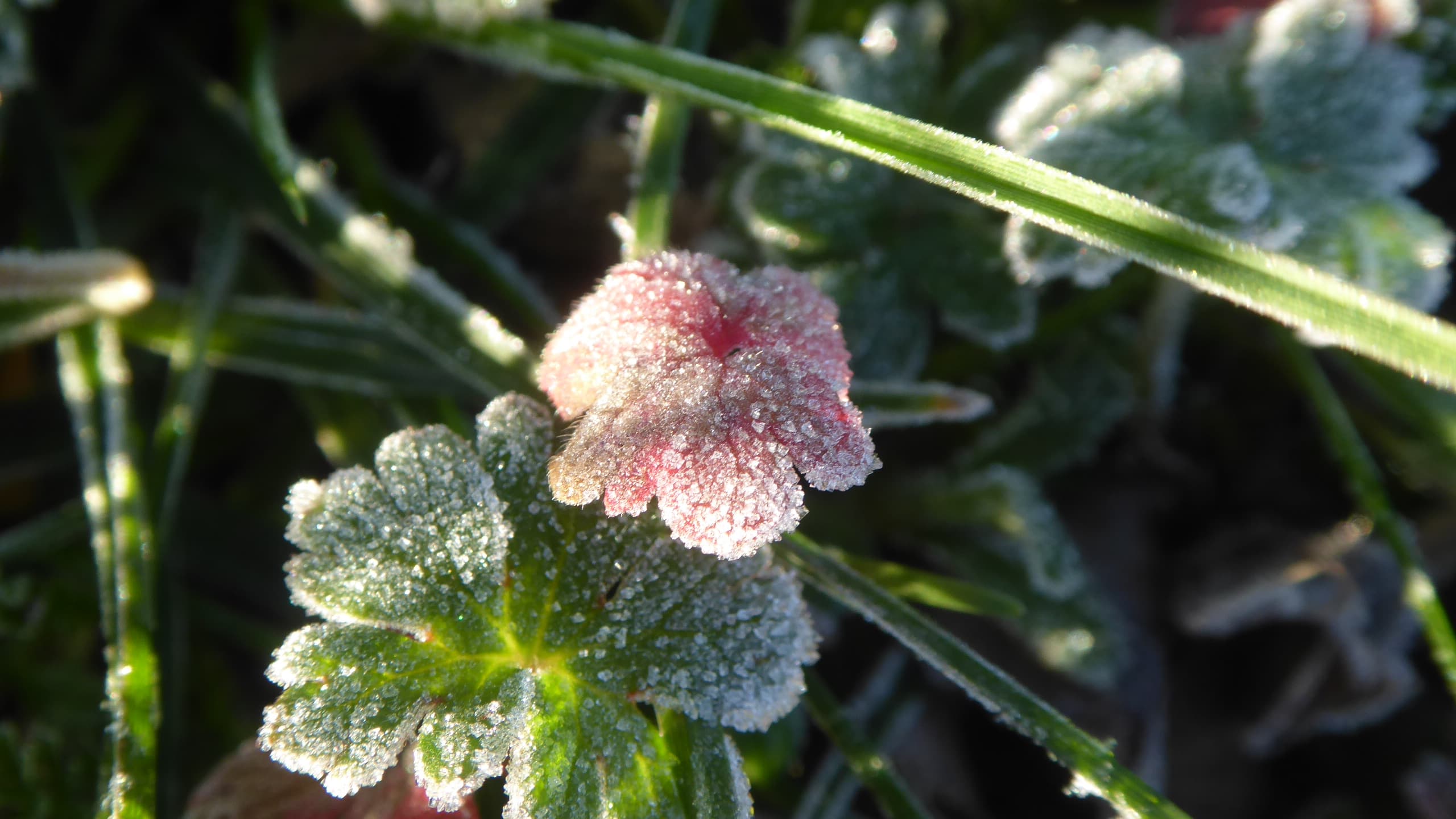 Faible gelée