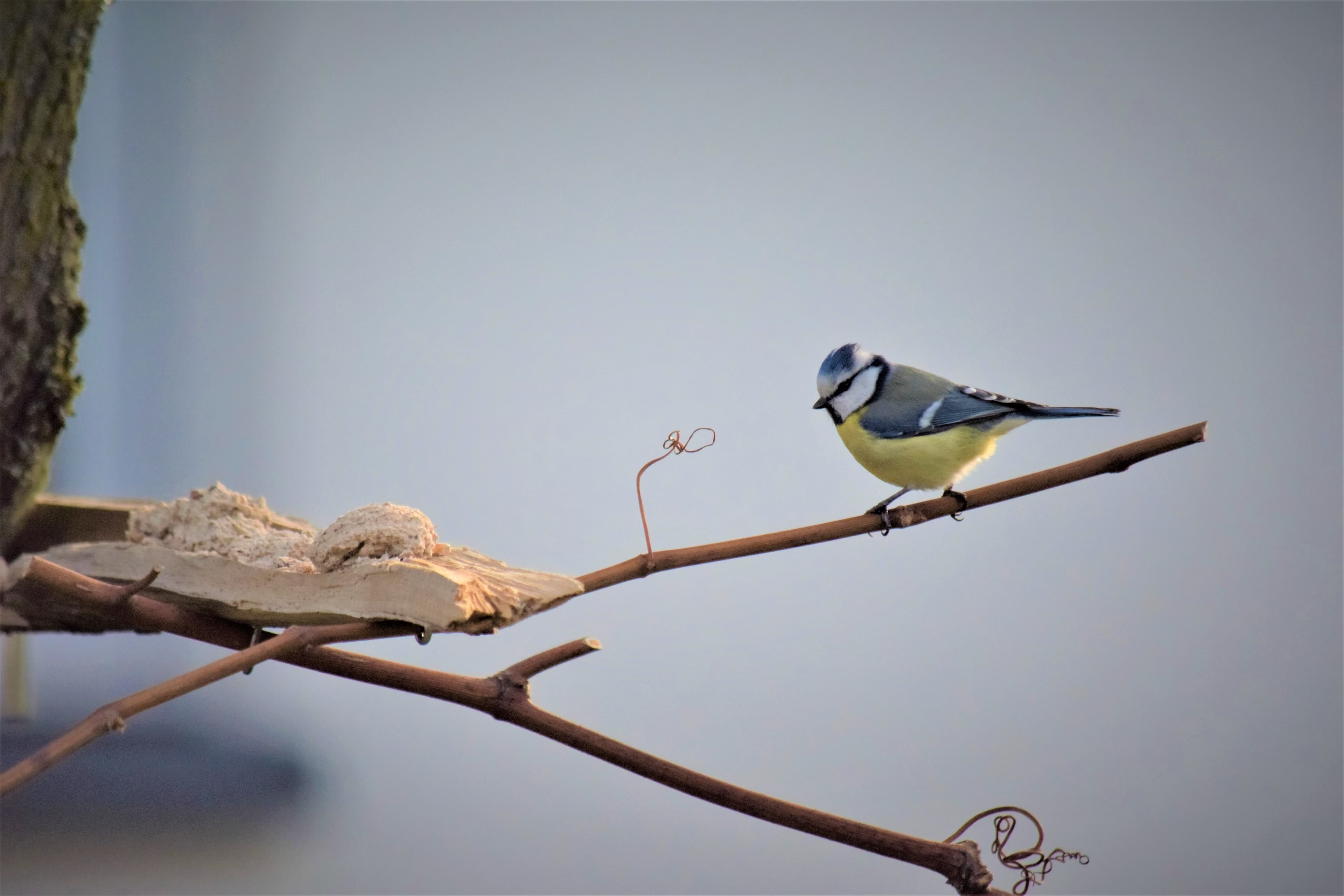 Mésange bleue