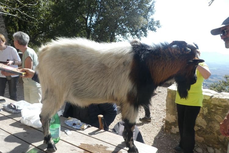 Bouc ensauvagé