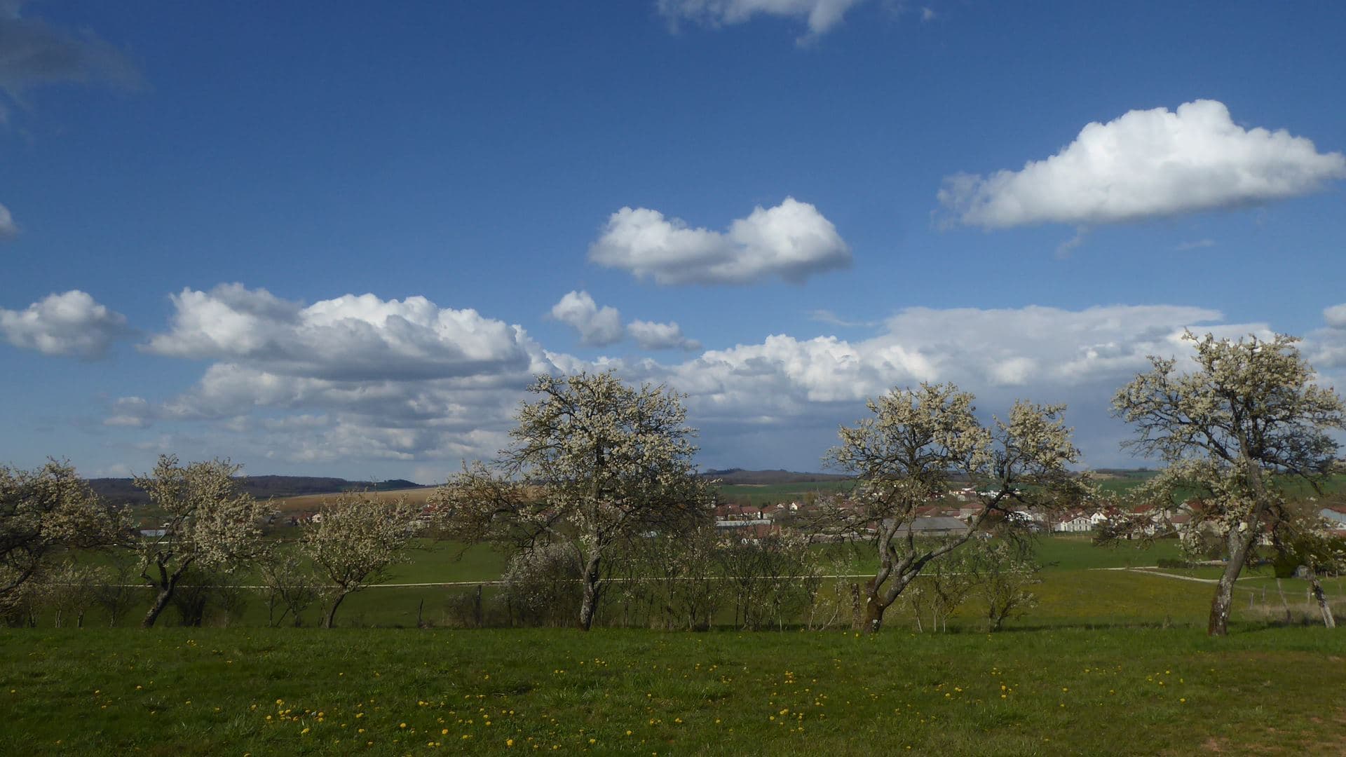 Les mirabelliers sont en fleurs