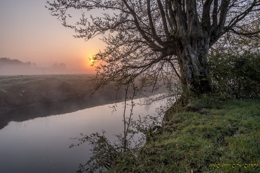 Brume potamophile