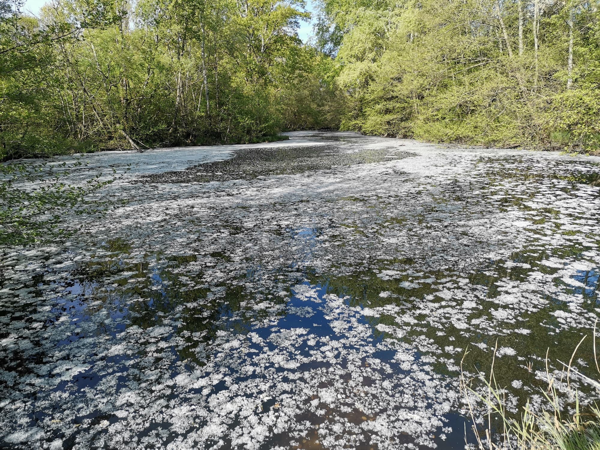 Tapis de pollen à Miribel