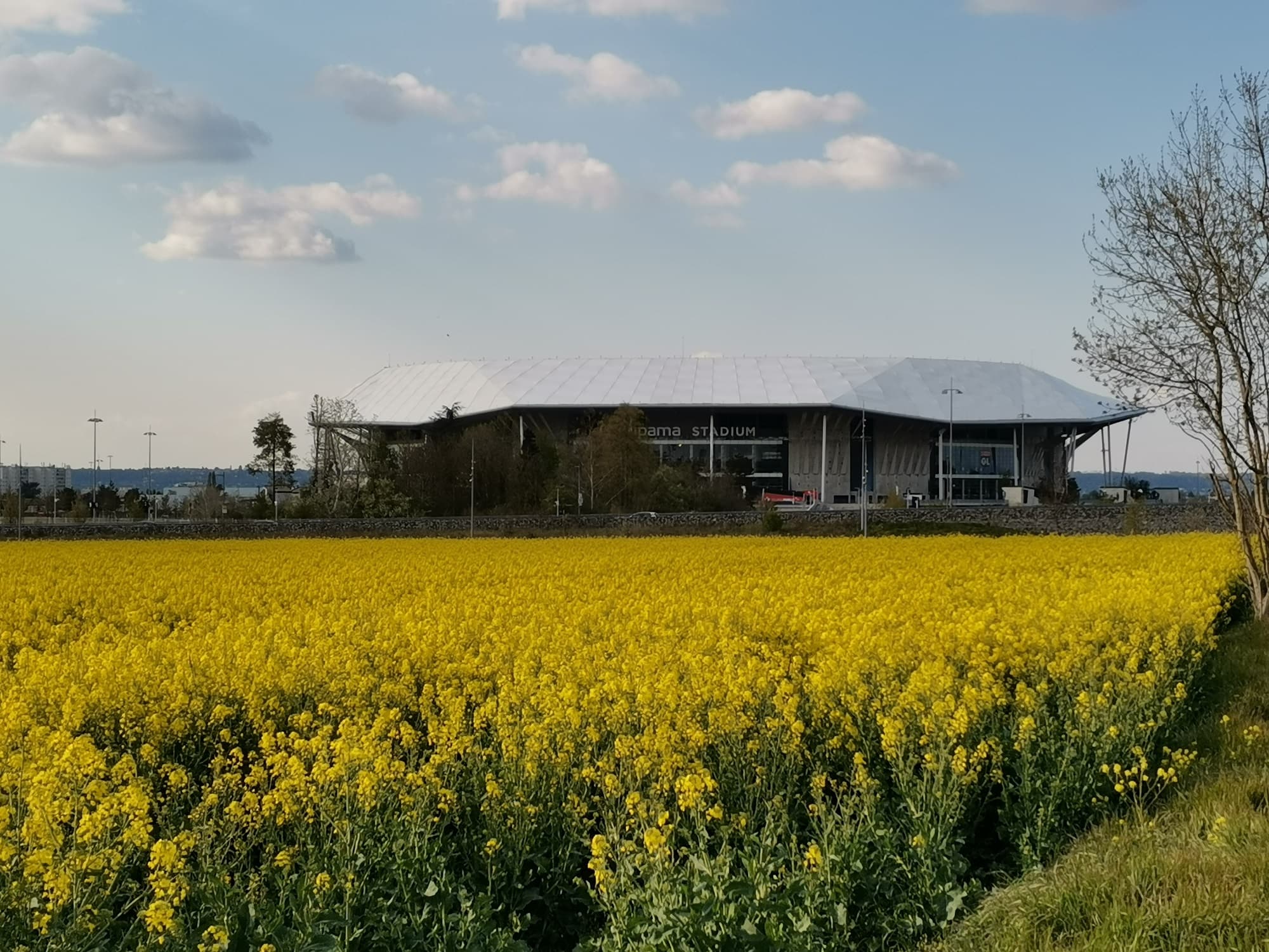 champs de colza près du stade