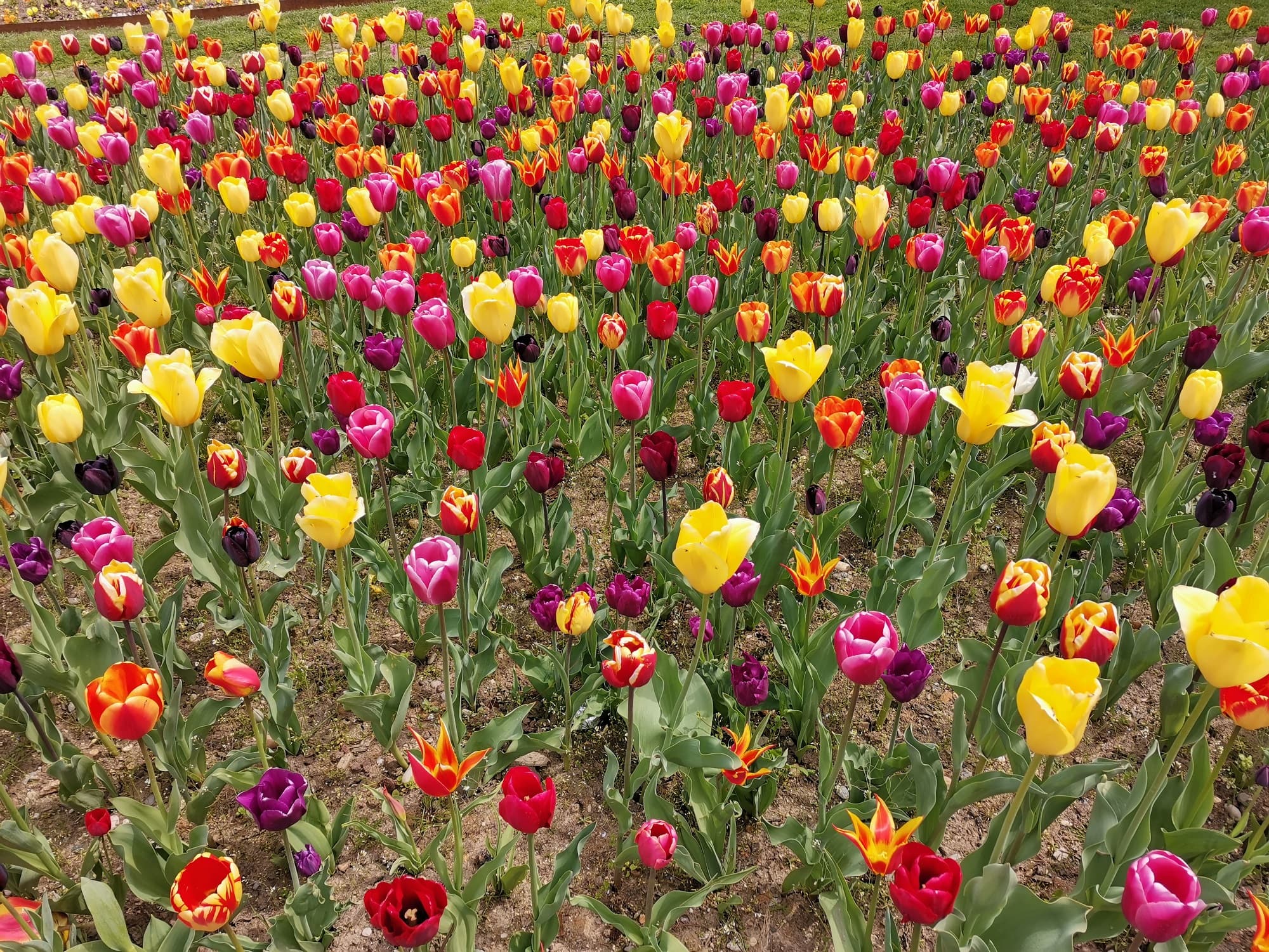 couleurs vives au parc de la Tête d'Or