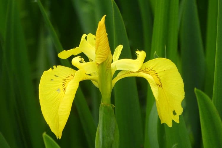 iris d'eau parc de la Torse