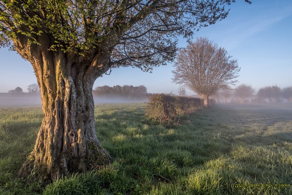 Embrumé bocage