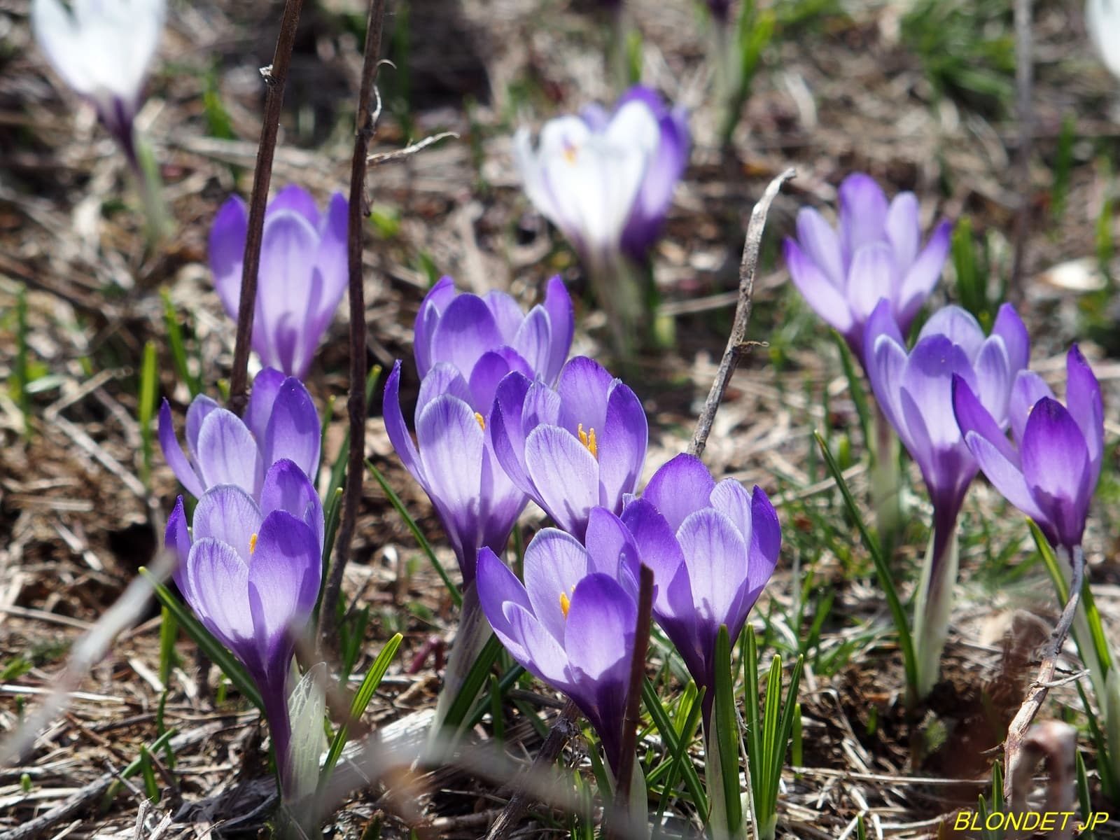 Crocus de Pravouta
