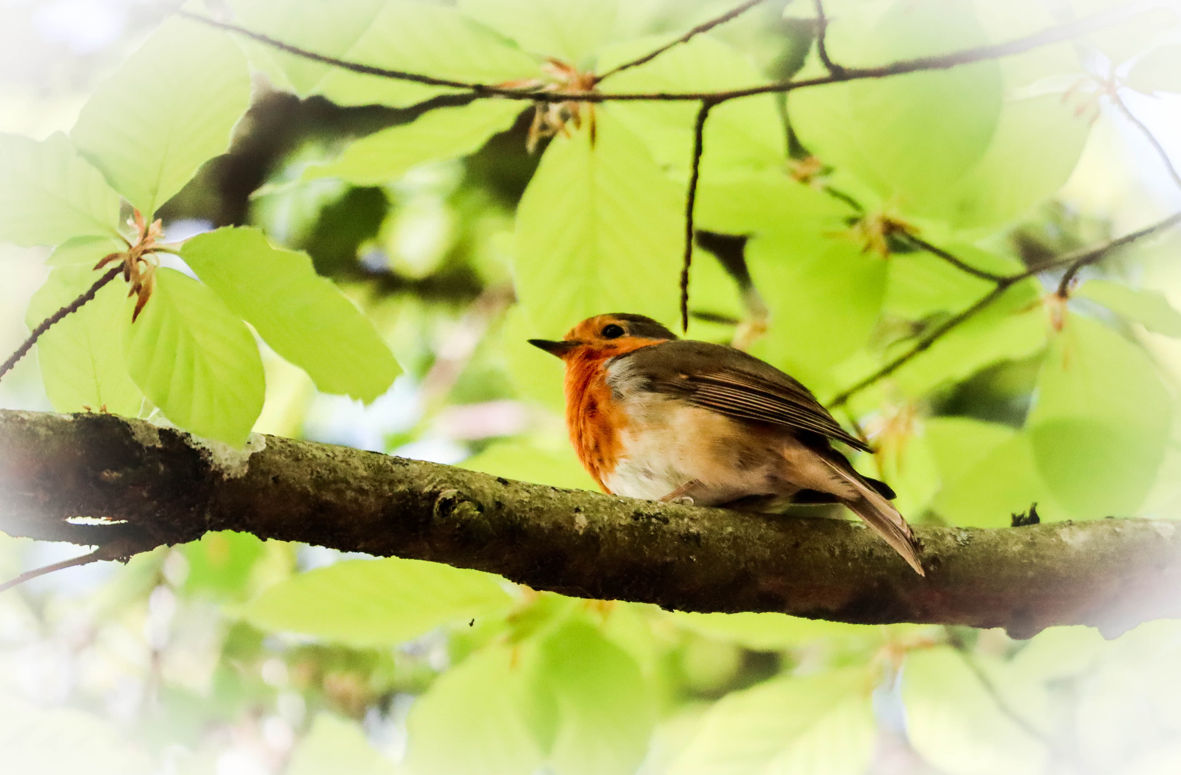 Petit rouge-gorge