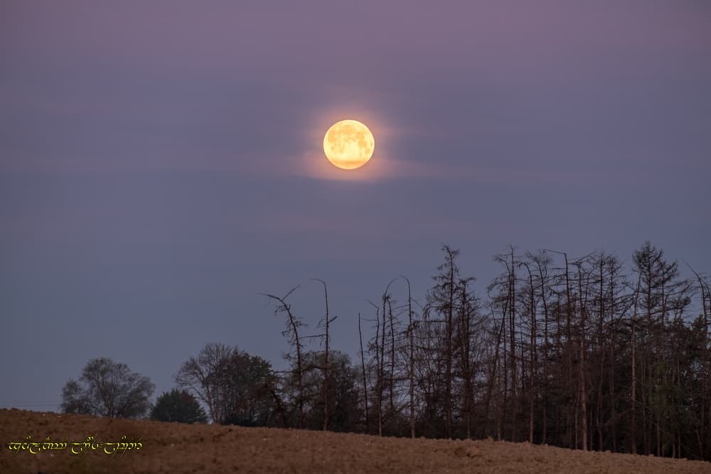 "Lune rose"