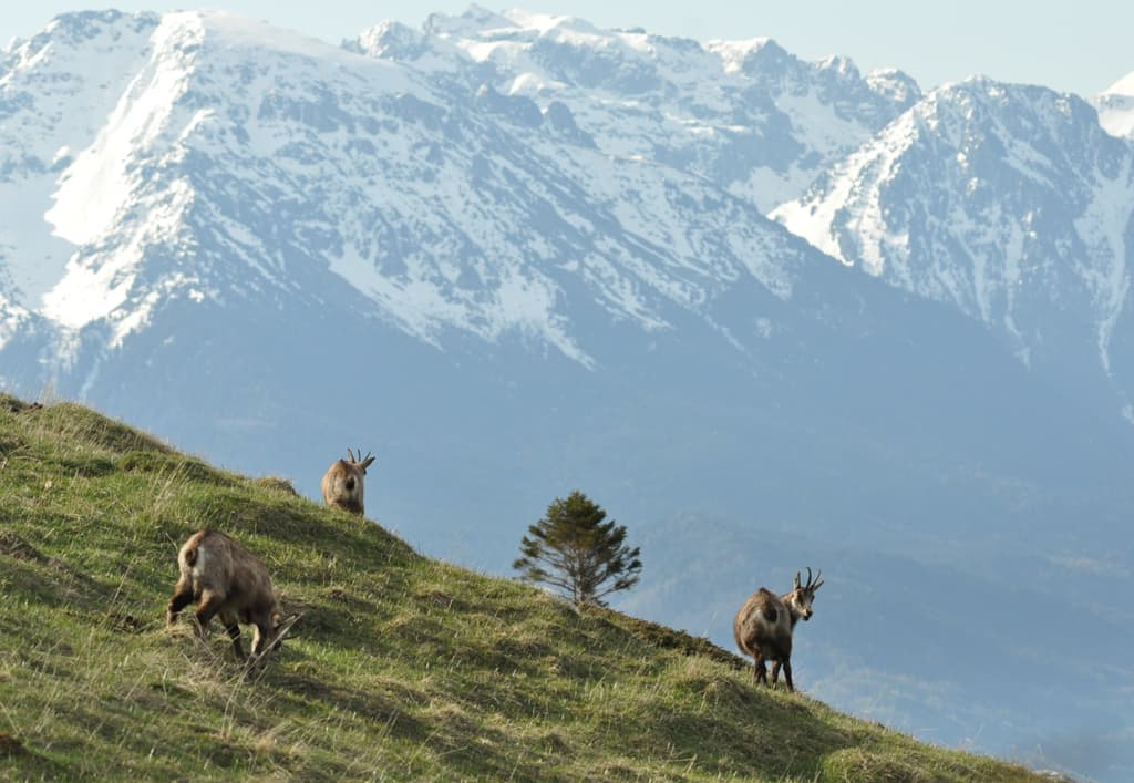 Chamois de Chartreuse .
