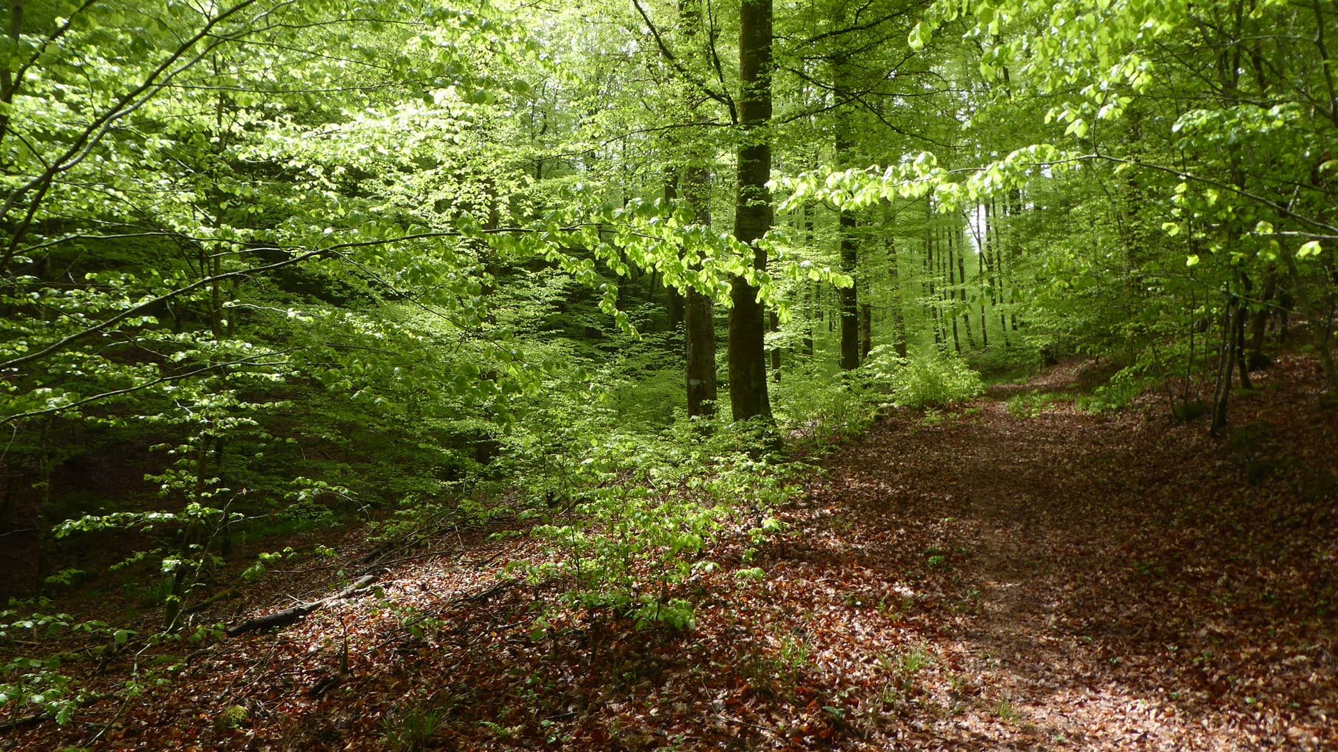 Belle forêt verdoyante