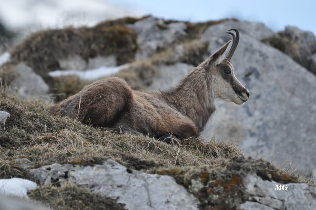 Chamois calme et serein dans son alpage en Chartreuse !!!