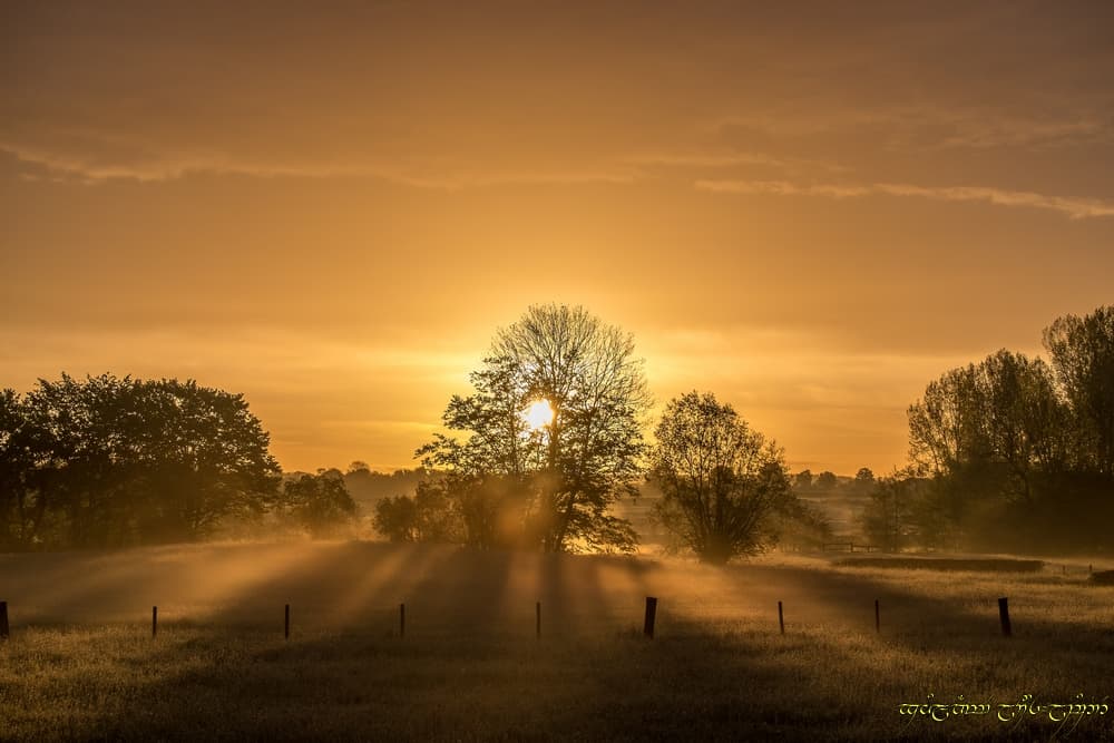 Golden brume