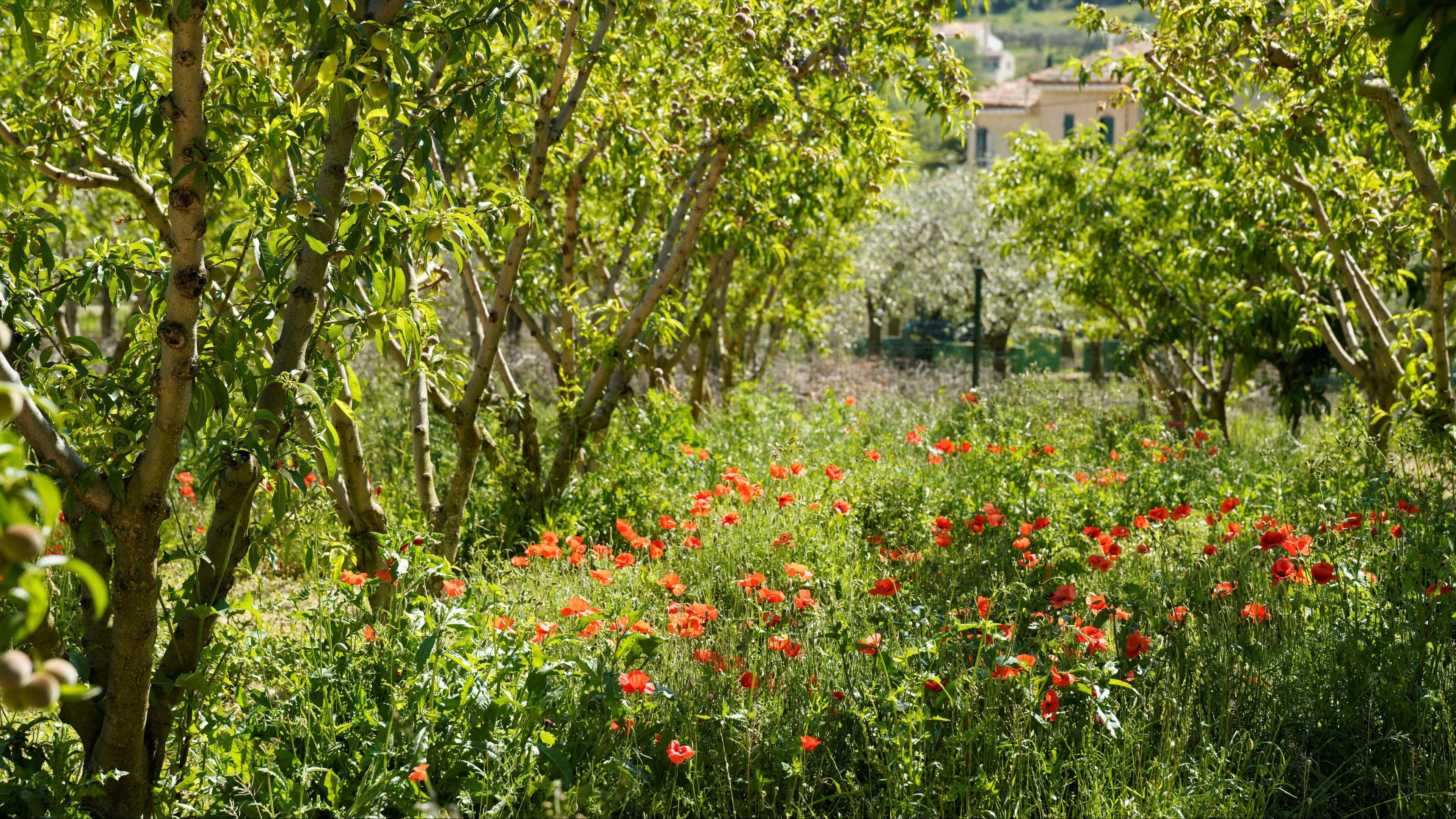 Coquelicots saisonniers dans un champ de pêchers