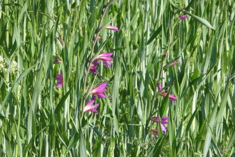 glaëuls sauvages dans un champ de céréales