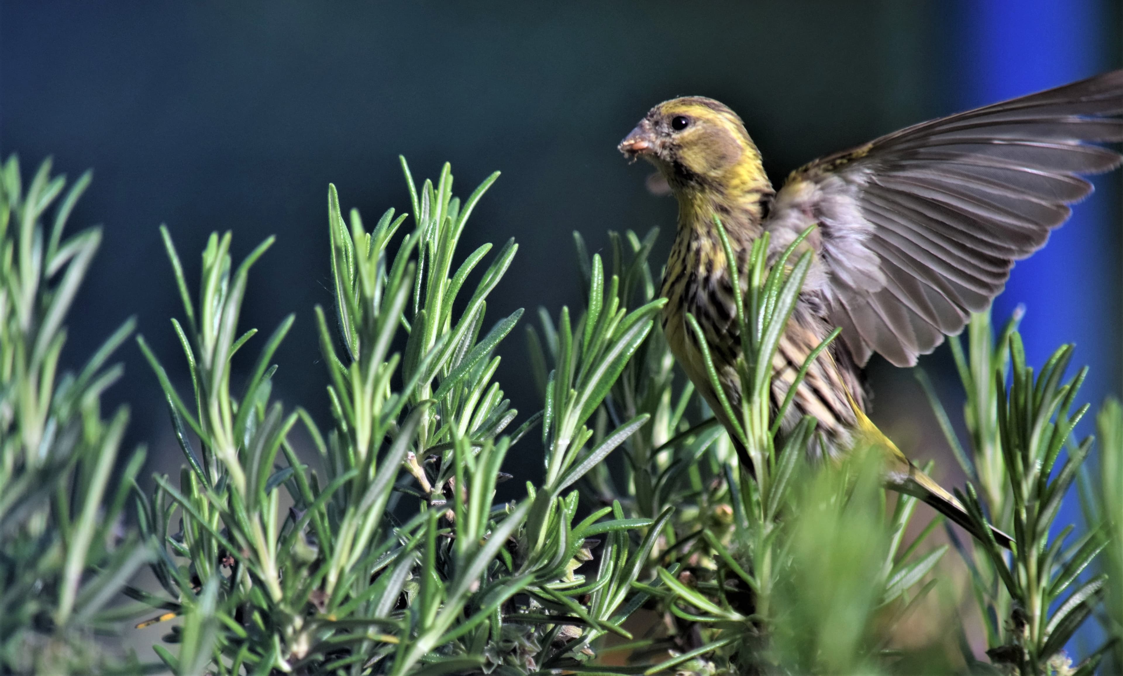 Serin friand de romarin
