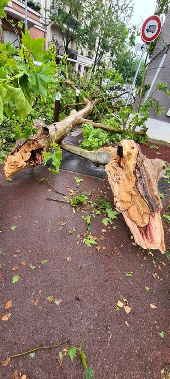 Platane coupé en 2