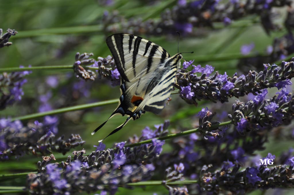 Machaon butineur !!!