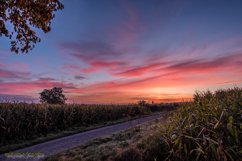 Couleur dans le bocage