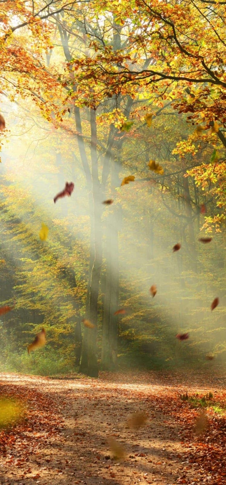 L'automne s'installe en forêt d'Ermenonville