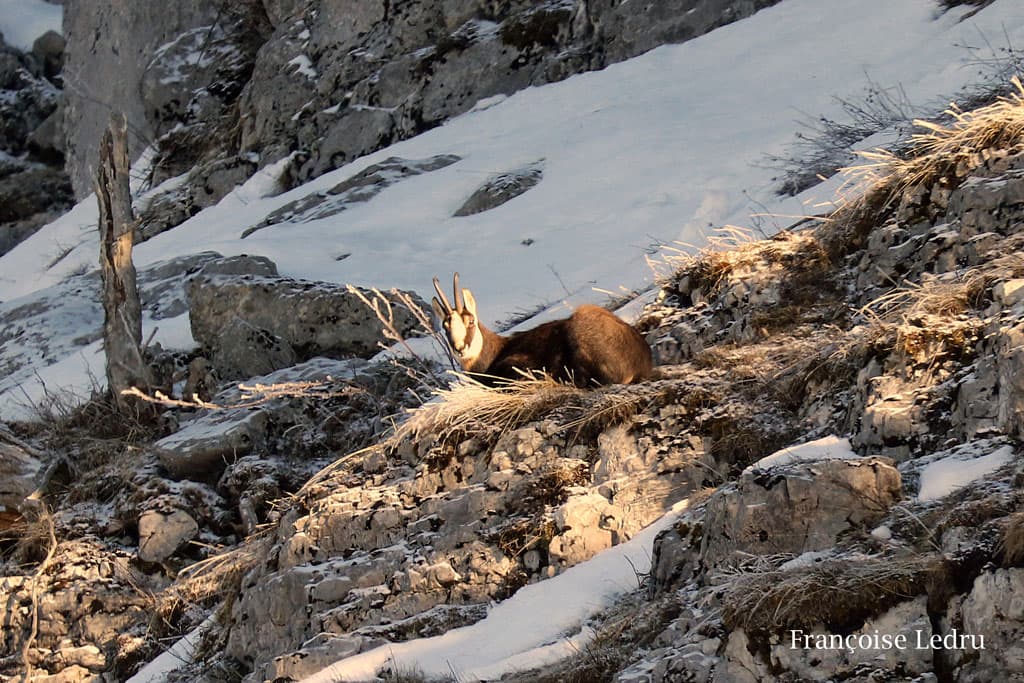 Chamois de Chartreuse