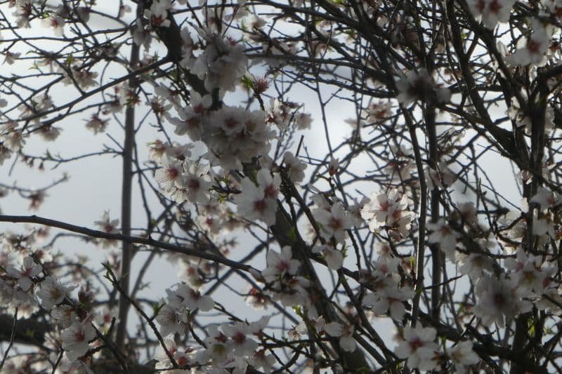 amandier fleuri