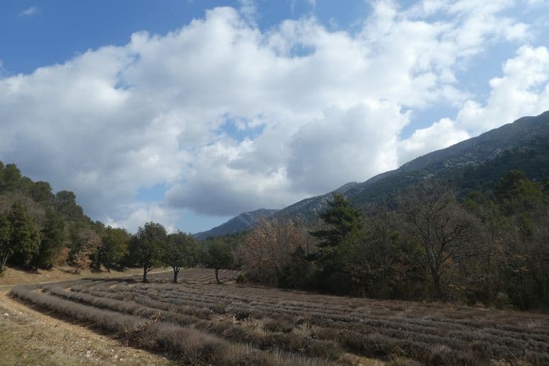 lavanderaies sous la sainte victoire