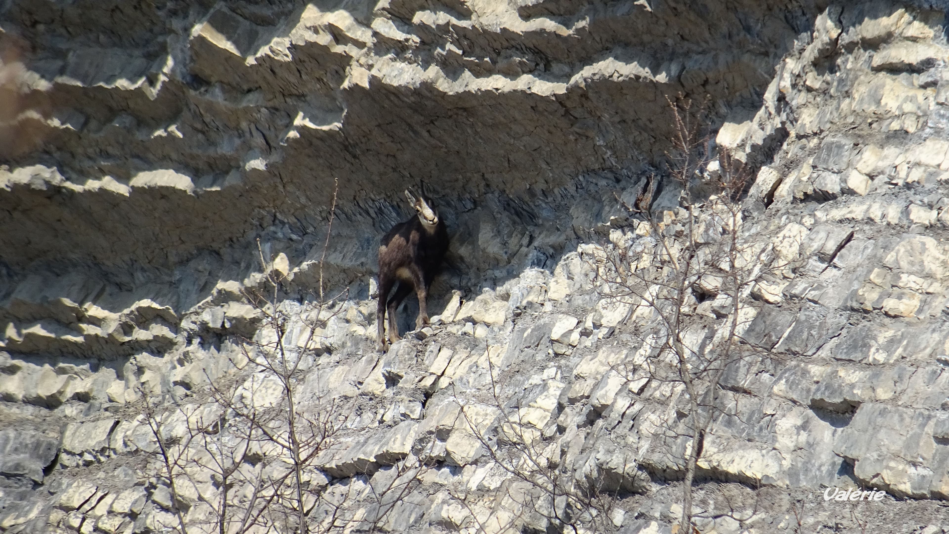 Chamois