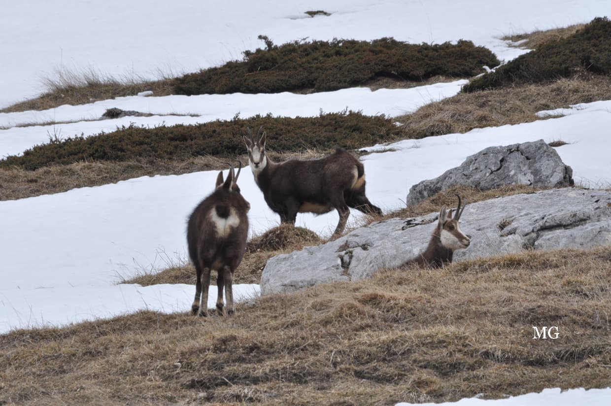 Chamois de Chartreuse !!!
