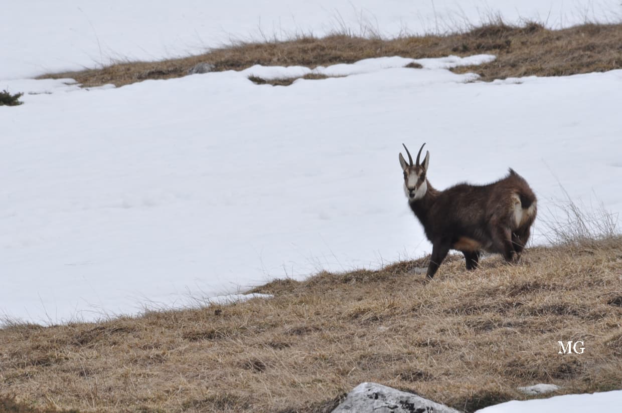 Chamois sous l'alpage de la dent de Crolles !!!