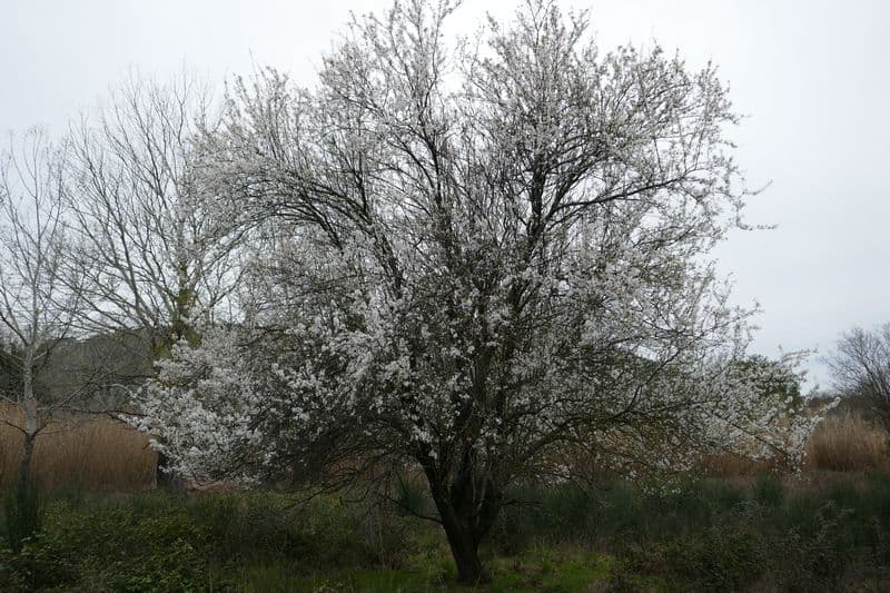 prunier en fleurs