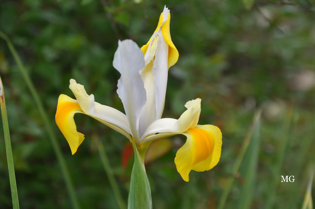 Iris d'Abyssinie.