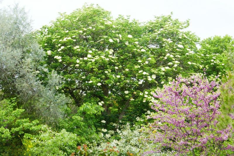explosion de fleurs avec les pluies