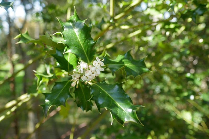 Fleur de Houx