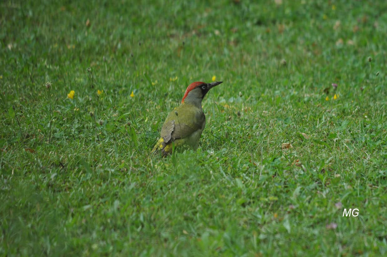 Le pic vert oiseau aussi fugace que discret !!!
