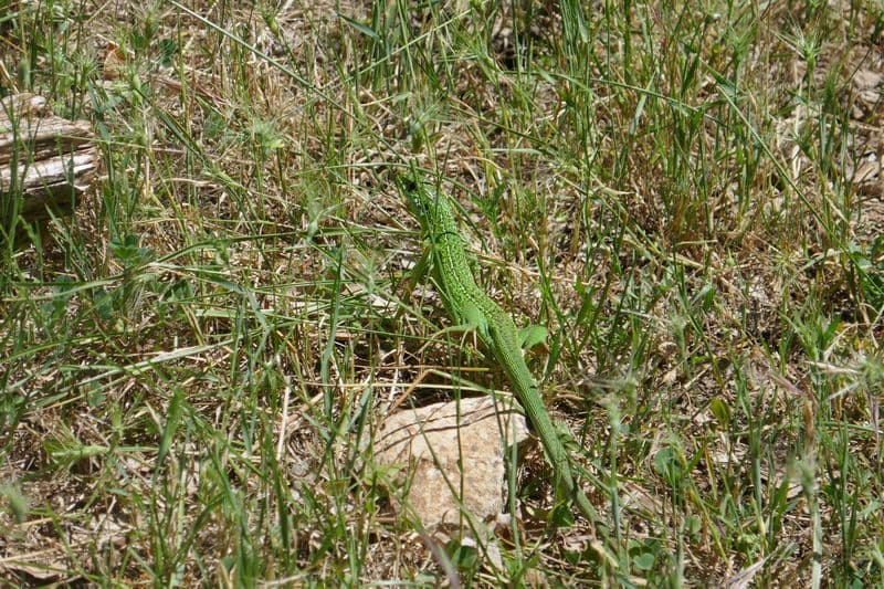 lézard vert
