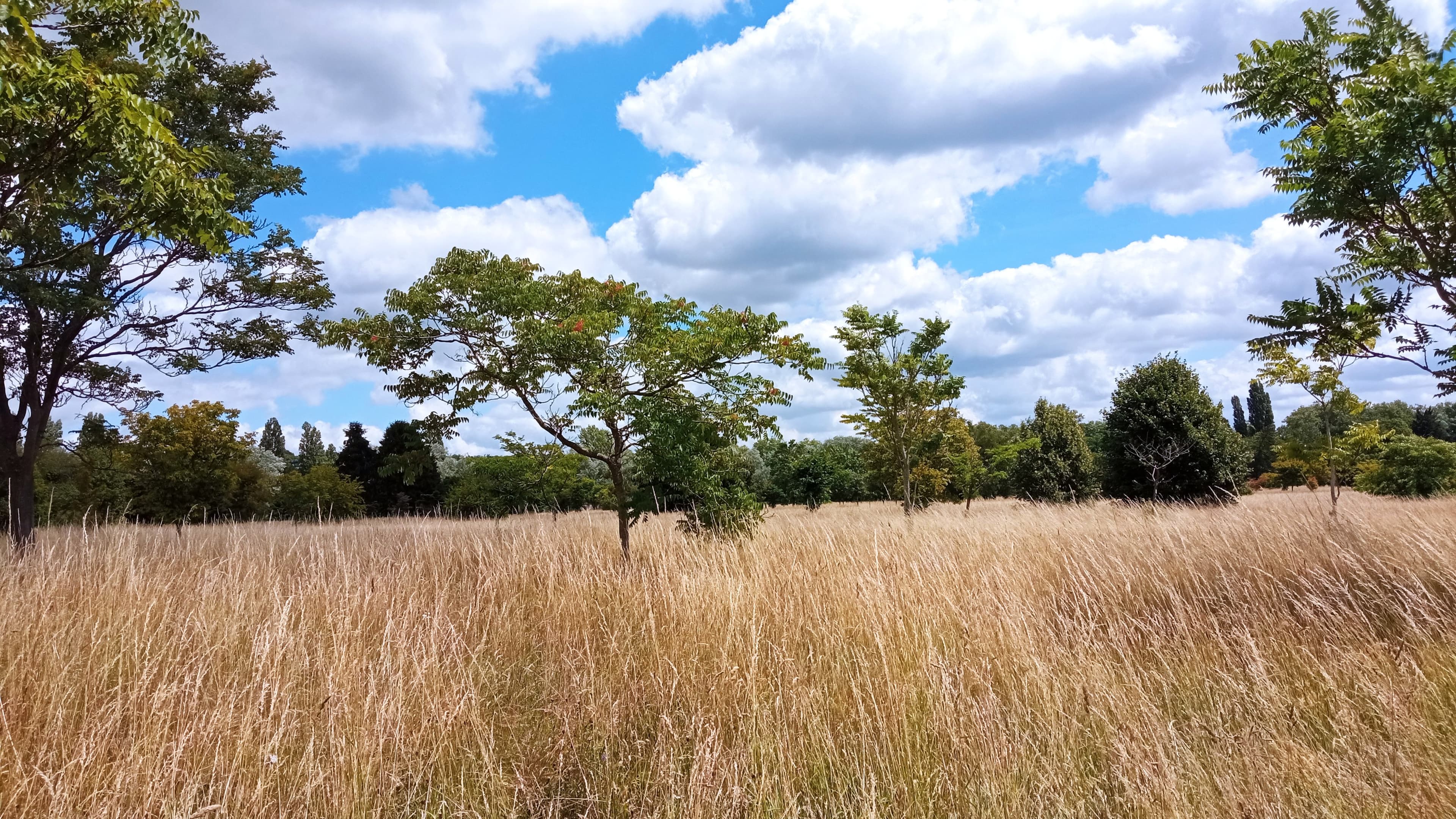 savane