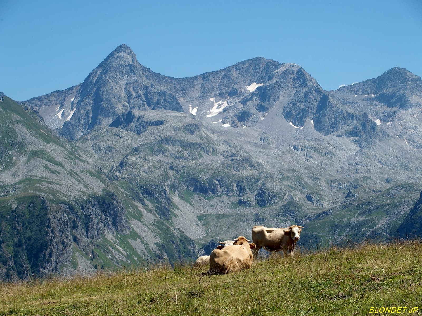 Vaches sur la montagne des Fanges